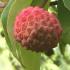 Stawberry like fruits of Cornus Kousa - the Szechuan Strawberry tree, growing in an English garden