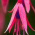 Fuchsia Riccartonii for Sale Fuchsia Magellanica Riccartonii plants to buy online with UK delivery.