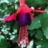 Fuchsia Mrs Popple, pink and purple flowering Fuchsia, for sale online UK delivery