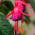 Mrs Popple a Fuchsia with vibrant flowers that are loved by pollinators, for sale UK delivery