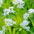 Galium Odoratum Sweet Woodruff Flowering Perennial for Shade