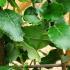 Close up of Garrya Elliptica James Roof foliage, showing the wavy leaves. Buy online with UK delivery