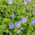 Geranium Johnson’s Blue or Cranesbill Johnsons Blue