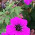 Geranium Psilostemon Dragon Heart plants for sale, large collection of perennials to buy online, UK delivery