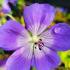 Geranium Rozanne - Summer Flowering Perennial