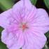 Geranium Sanguineum var. striatum or Striped Bloody Crane’s Bill to buy online with UK and Ireland delivery