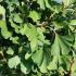 Gingko Biloba Mariken trees for sale online from our London nursery, UK