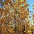 Ginkgo Biloba Eiffel is a variety of Maidenhair Tree with a compact, columnar shape & striking golden yellow autumn foliage