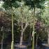 Ginkgo Biloba Mariken as full standard Trees, UK