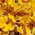 Ginkgo Biloba Mariken golden leaves in autumn. Buy online with UK delivery.