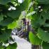 Ginkgo Biloba Princeton Sentry Maidenhair Tree