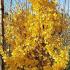 Ginkgo Biloba Pyramidalis Maidenhair Tree