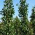 Ginkgo Biloba Tit - Ginkgo Biloba Chi Chi, very rare, deciduous tree,  available to buy online UK