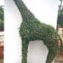 Giraffe topiary tree, unique trained trees in the shape of a giraffe for sale U