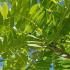 Gleditsia Triacanthos Skyline Honey Locust, an upright crown & pyramidal habit,