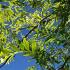 Honey Locust Sunburst Tree. Gleditsia Triacanthos Sunburst trees buy UK