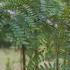 Buy Gleditsia Triancanthos or Honey Locust tree, a fast growing deciduous tree, with delicate fern shaped leaves, we deliver throughout the UK. 