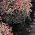 Globe Topiary - Loropetalum Chinense 60-70 cm buy online UK.