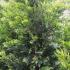 Gold Rider conifer trees for sale UK.