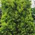 Cupressus Leylandii Gold Rider trees for hedging - buy online, UK