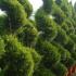 Cupressus Goldcrest Spirals, Topiary UK from Paramount, specialist plant nursery and online shop, UK.