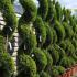 Cupressus Goldcrest Topiary Spirals also known as Lemon Cypress or Goldcrest Wilma, for sale from Paramount nursery UK