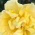 Rosa Golden Gate Climber. Golden Gate Rose yellow flowering climbing rose, buy online UK delivery.