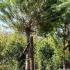 Pinus Pinea, hardy trees, Paramount Plants and Gardens UK - For sale London