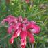 Grevillea Juniperina (Prickly Spider Flower), evergreen shrub with exotic red flowers in summer