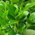 Griselinia Green Horizon also known as New Zealand Privet Green Horizon, buy online UK