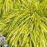 Hakonechloa Macra Aureola Golden Hakonechloa Ornamental Grass for sale online with UK and Ireland delivery.