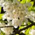 Mature Halesia Carolina Silverbell - showy small tree or shrub with abundance of drooping white flowers with yellow centres