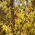 Hamamelis intermedia Arnold Promise deciduous shrub with yellow flowers