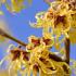 Hamamelis Intermedia Arnolds Promise a lovely Witch Hazel variety with lemon yellow fragrant flowers during the winter months, for sale online UK delivery.