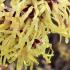 Hamamelis Intermedia Pallida features stunning yellow flowers that bloom in winter bringing color and a pleasant fragrance to the garden during the colder months.