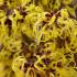 Hamamelis Intermedia Pallida is known for its fragrant bright yellow flowers that bloom in winter adding a burst of color and warmth to cold landscapes.