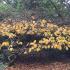 Chinese Witch Hazel shrub with golden Autumn foliage in a woodland setting