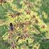 Hamamelis Mollis - winter flowering in an English garden. Adored by early pollinators.