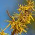 Hamamelis Virginiana American Witch Hazel a pretty yellow flowering shrub, with fragrant blooms in the winter on bare stems, buy UK.