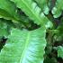 Asplenium Scolopendrium Angustatum fern is also known as Hart