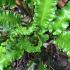 Asplenium Scolopendrium Angustatum showing new growth in March in an English garden