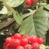 Common Hawthorn - red haws in autumn - buy online UK