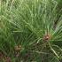 Pinus Densiflora Alice Verkade, Japanese Red Pine, Pines and Shrubs, UK