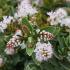 Hebe pinguifolia Sutherlandii is a compact evergreen shrub with silvery-grey foliage and small white flowers, ideal for adding texture and year-round interest to gardens.