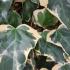 Hedera algeriensis Gloire de Marengo evergreen ivy with variegated foliage