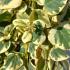 Hedera colchica Dentata Variegata evergreen ivy with variegated foliage