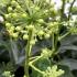 Hedera helix Arborescens Ivy evergreen shrub