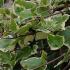 Hedera Helix Marginata Elegantissima is a variegated Ivy Evergreen Climber, buy online with UK delivery