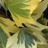 Hedera Helix Yellow Ripple Ivy, slow growing evergreen with small variegated foliage