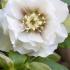 Hellebore Double Ellen White flowering Helleborus Christmas Rose White, winter flowers, buy online UK